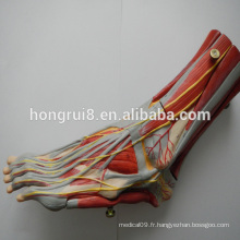 HOT SALE muscles médicaux du pied avec les principaux vaisseaux et les nerfs modèle du pied humain
